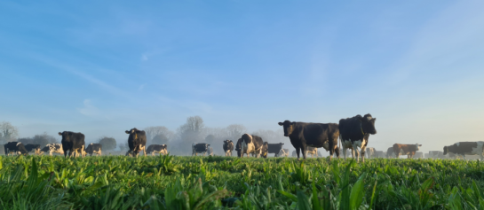 Kruidenrijk grasland voor een betere koegezondheid | DLF