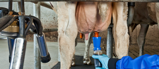 Speendip DeLaval Tri-Fender in een melkstal