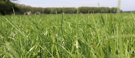 Droogtetolerante grassen beschermen ruwvoeropbrengst | DLF