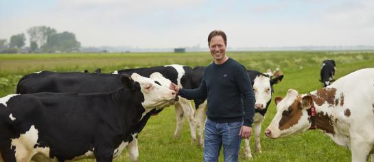 Theo Ammerlaan met koeien in de wei