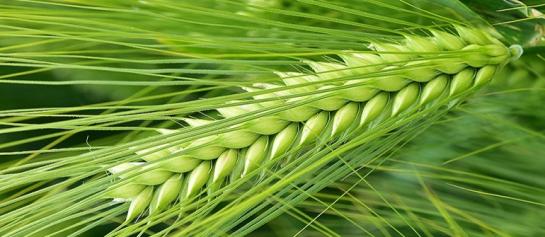 SY Lavendel hybride wintergerst is tolerant tegen het gerstvergelingsvirus, heeft betrouwbare opbrengstresultaten en is vrij eenvoudig te managen van zaai tot oogst. 