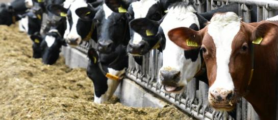 De meest rendabele Syngenta rassen krijgen een kwaliteitslabel: POWERCELL Powercell-rassen zorgen voor een maximaal rendement op het veld én in de stal.  Ze combineren meerdere belangrijke eigenschappen voor een winstgevende ruwvoer/melkproductie: