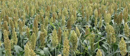 Sorghum