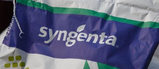 De 3 nieuwe rassen, SY REMUS, SY OPALE en SY ARAX, zijn nu 2 jaar onderzocht voor de Rassenlijst. Ze onderscheiden zich door hun sterke landbouwkundige kenmerken, hoge opbrengst en perfecte voederwaarde. Aangezien deze allen ook in het interne vooronderzoek van Syngenta sinds 2019 zeer stabiele resultaten toonden, is de zaaizaadproductie vroegtijdig opgestart en is er zaaizaad beschikbaar voor 2024. Nu nog beperkt, dus wacht niet te lang!