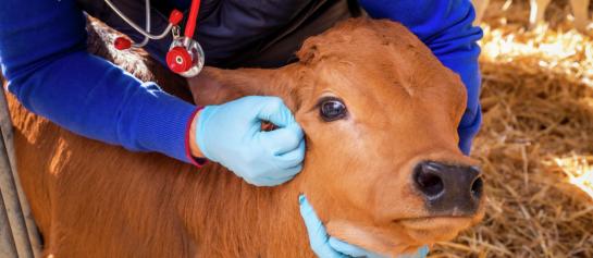 Sprayfo-welzijn-verbeteren-met-pijnstilling