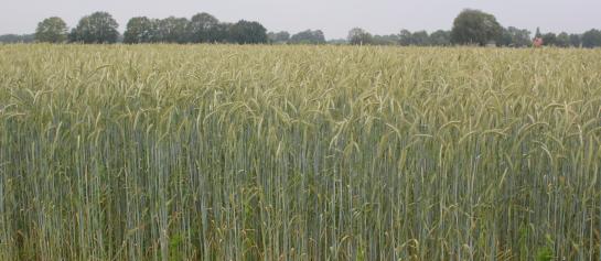Snelle Lente Rogge als vanggewas na maïs