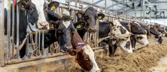 Vitamine E-behoefte tijdens de droogstand