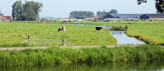 koeien_wei_boerderij_landschap