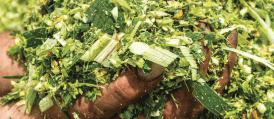 Maissilage
