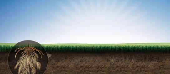  In 2024 waren er door de natte omstandigheden meer problemen met Rhizoctonia. In de praktijk zagen we minder plantuitval bij maïszaden waarop ook VIBRANCE® was toegepast.