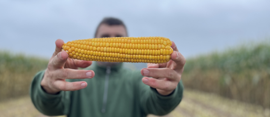 CropEx, Syngenta's innovatieve onderzoeksplatform, revolutioneert maïsteelt met precisie-landbouw. Door slimme data-analyse optimaliseert het zaaikeuze, bemesting en oogstplanning, voor efficiëntere en duurzamere landbouw.