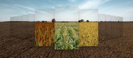 Sorghum, Maïs en Snelle Lente Rogge