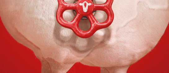 2524599-Bovikalc dry.gif