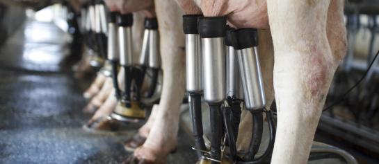Bestendige vetbrond binnen EU-28 melkstroom
