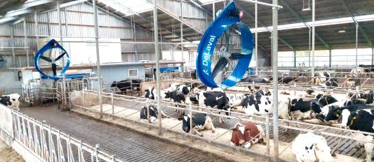 DeLaval Cow Cooling in de stal