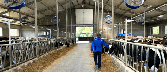 Melkveehouder wandelt door de voergang tussen de koeien aan het voerhek. In de stal hangt het DeLaval Cow Cooling systeem