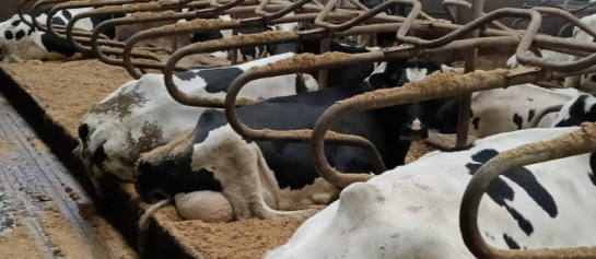 Koeien die liggen op een bed van een gemalen stro-kalk
