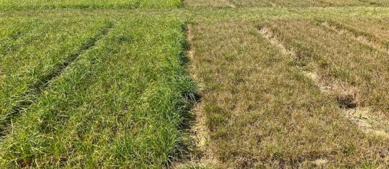 Verschil droogtetolerantie voedergrassen