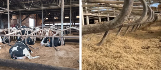 Koeien liggend in hun ligbed. En een diepstrooisel stal met maatwerk stalstrooisel.