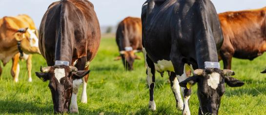 Collie werkt met tags die aan de halsbanden zijn vastgemaakt en met GPS precies kunnen bepalen waar een koe is.