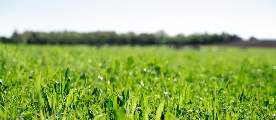 Herinzaai van grasland: voeg kruiden toe voor meer droogtetolerantie