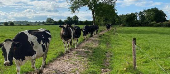 Melkvee dat langs kavelpad loopt