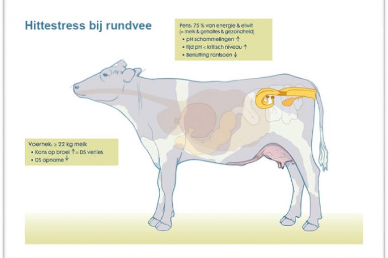 De effecten van hittestress bij rundvee