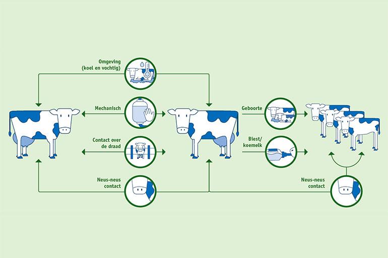 Verspreiding mycoplasma