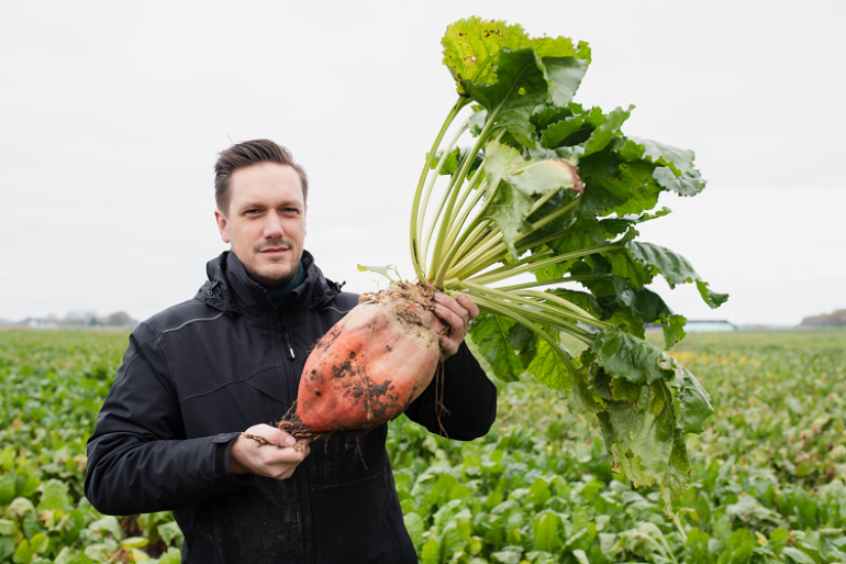 Voederbieten: VEM-knaller en droogtetolerant voedergewas