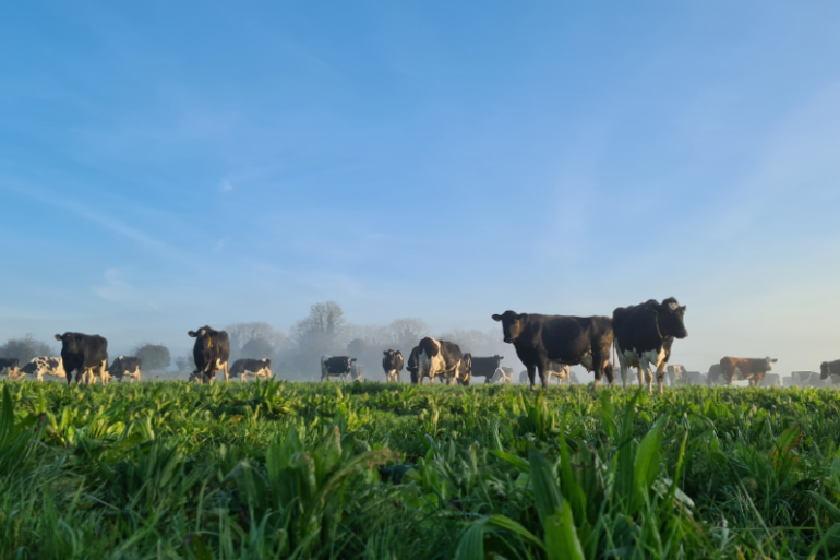 Kruidenrijk grasland voor een betere koegezondheid | DLF