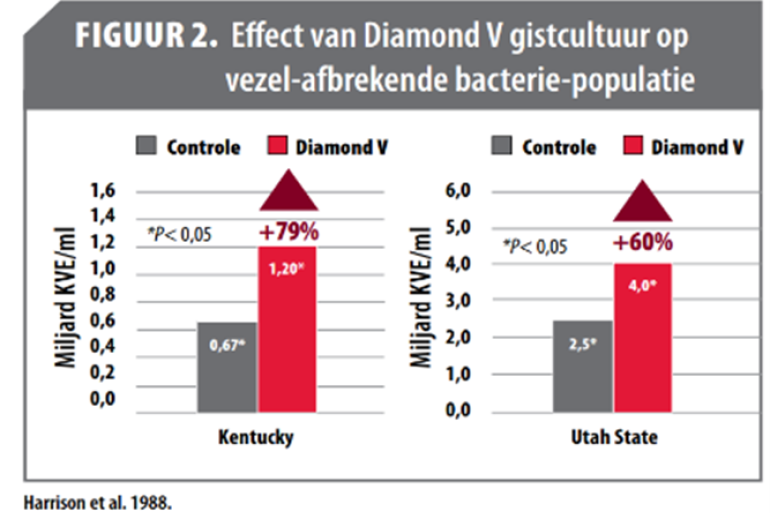 Effect Diamond V op vezel-afbrekende bacterie populatie