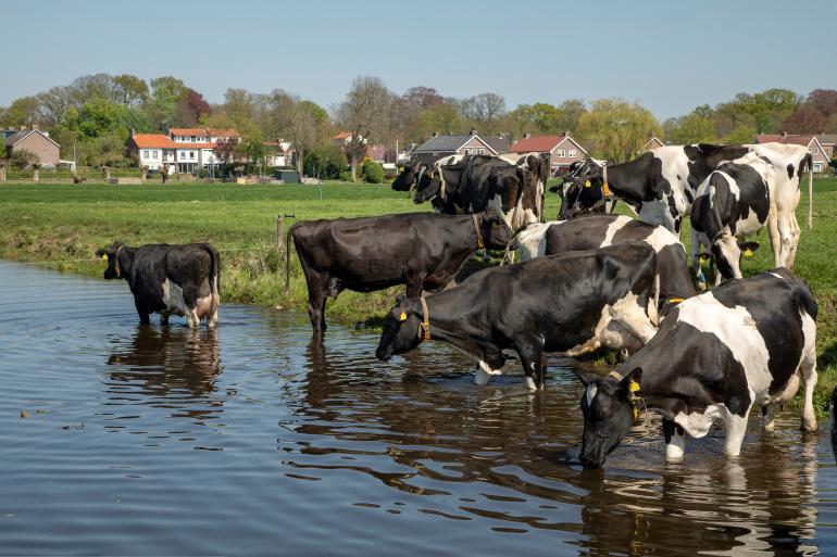 Hittestress en vruchtbaarheid.jpg