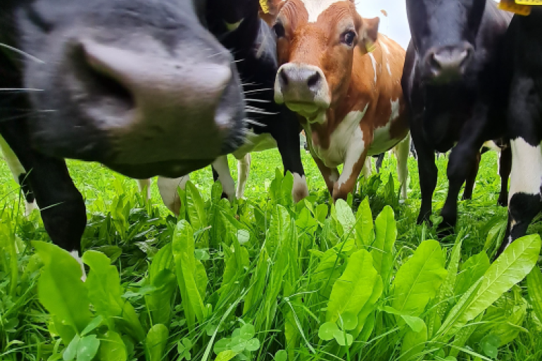 Kruidenrijk grasland | Hoe kies je het juiste mengsel? | Veeteelt