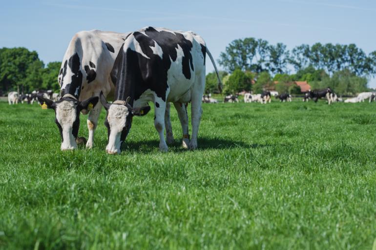 Herstellen grasland na droogteschade | Veeteelt