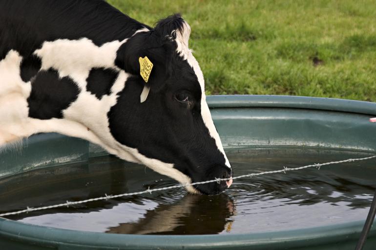 drinkbak in de wei