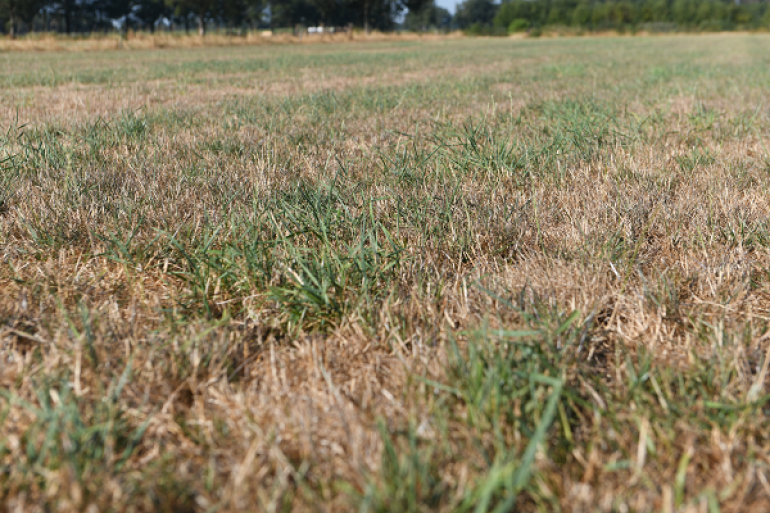 Droogteschade grasland, wat nu? | Veeteelt