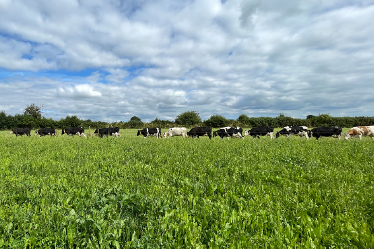 Kruidenrijk grasland bevordert de diergezondheid | Veeteelt