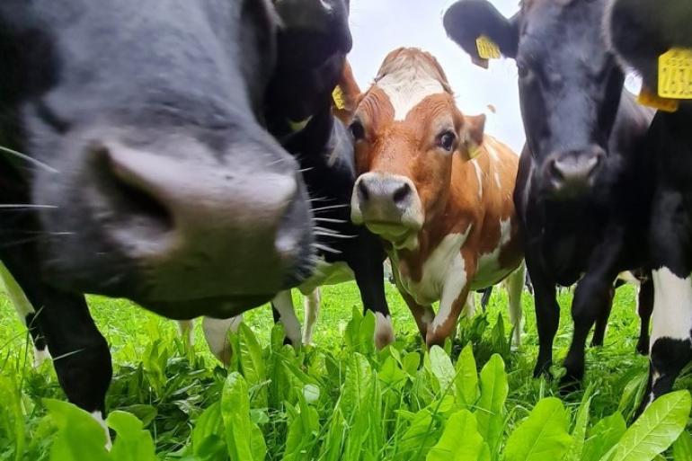 Kruidenrijk grasland en koegezondheid