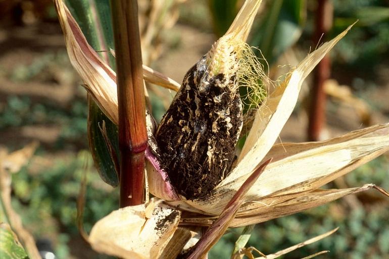 Soms is kopbrand moeilijker zichtbaar en wordt de ziekte pas laat in september opgemerkt in de kolf of bovenin de pluim