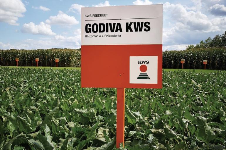 Godiva KWS is omwille van zijn dubbele resistentie zeer geschikt voor de teelt op zandgrond bij biologische telers