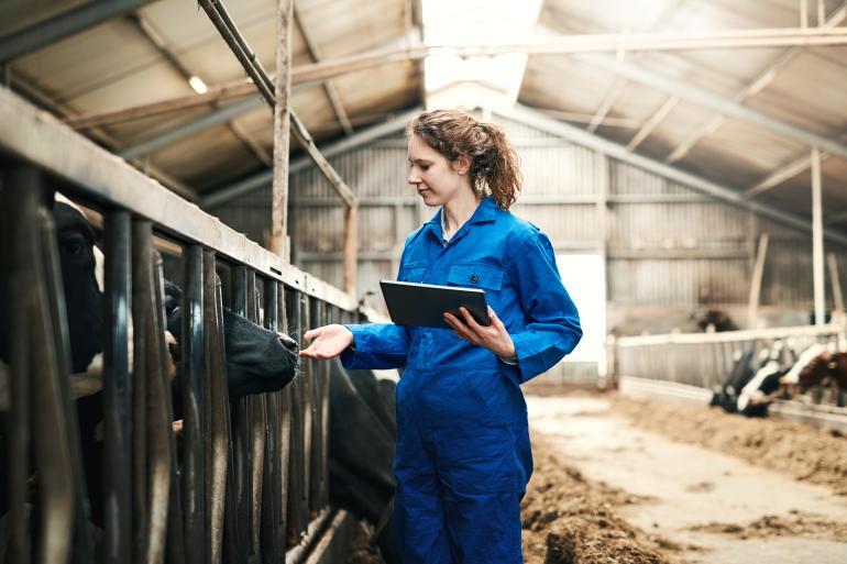 koeien in stal met medewerker