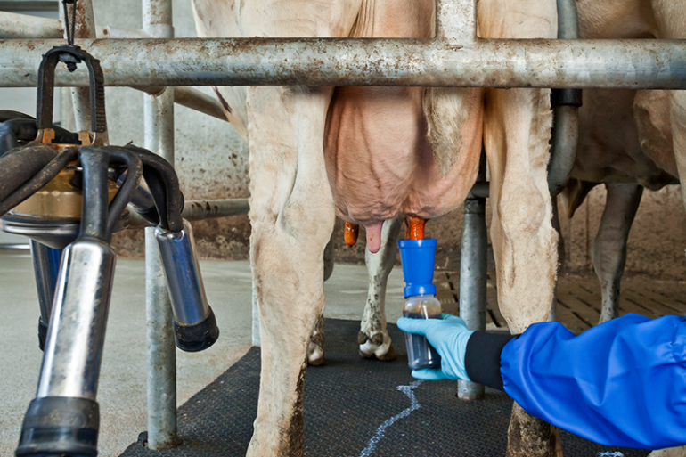 Speendip DeLaval Tri-Fender in een melkstal