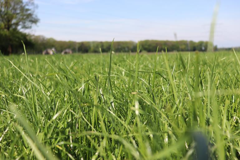 Droogtetolerante grassen beschermen ruwvoeropbrengst | DLF