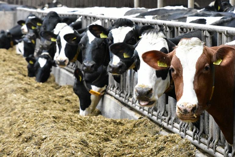De meest rendabele Syngenta rassen krijgen een kwaliteitslabel: POWERCELL Powercell-rassen zorgen voor een maximaal rendement op het veld én in de stal. Ze combineren meerdere belangrijke eigenschappen voor een winstgevende ruwvoer/melkproductie: