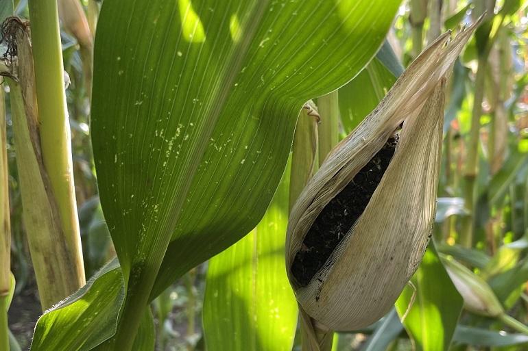 Maïskopbrand is een schimmelziekte die uw perceel ernstig kan schaden. Herken de ziekte o.a. aan een zwarte kolf of een verbrande pluim