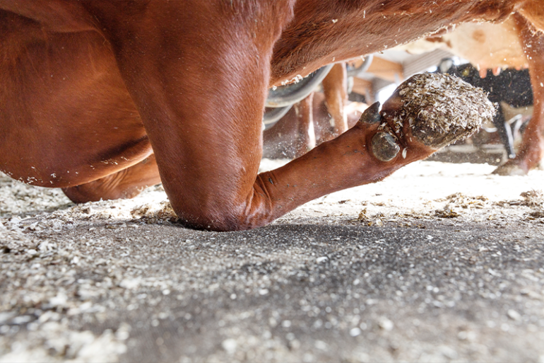 Koe op DeLaval koematras