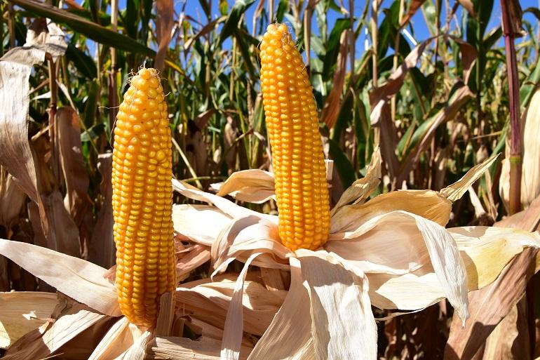 Hoe zit dat nu met zetmeel en drogestof en wat doet het oogsttijdstip hiermee? In dit artikel leggen we u uit hoe u kunt profiteren van een optimaal zetmeelgehalte, een gezonde, goed verteerbare plant en de beste melkproducties haalt.