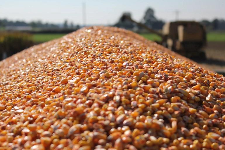 Korrelmais kan een betrouwbare keuze zijn voor boeren die geconfronteerd worden met wateroverlast en mogelijke herzaai. Robuust alternatief (zomer)granen.