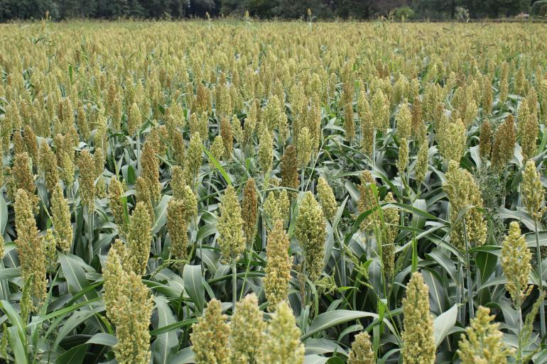 Sorghum