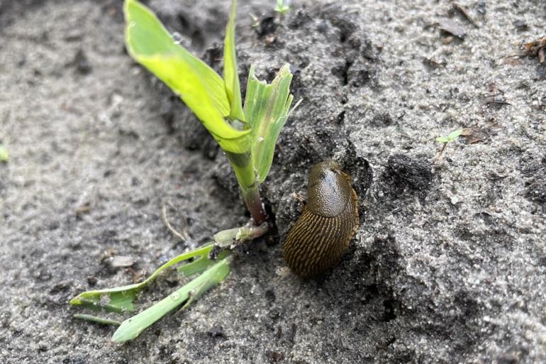 Het wegvreten van bladgroen zorgt voor groeivertraging, deze planten zijn in een verder stadium ook vatbaarder voor andere plagen zoals bijvoorbeeld builenbrand.